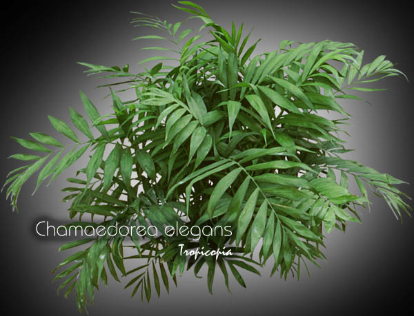 Palmier - Chamaedorea elegans - Palmier nain, Palmier Bella, Palmier Neanthebella - Bella palm, Neanthebella palm, Dwarf palm, Parlor palm